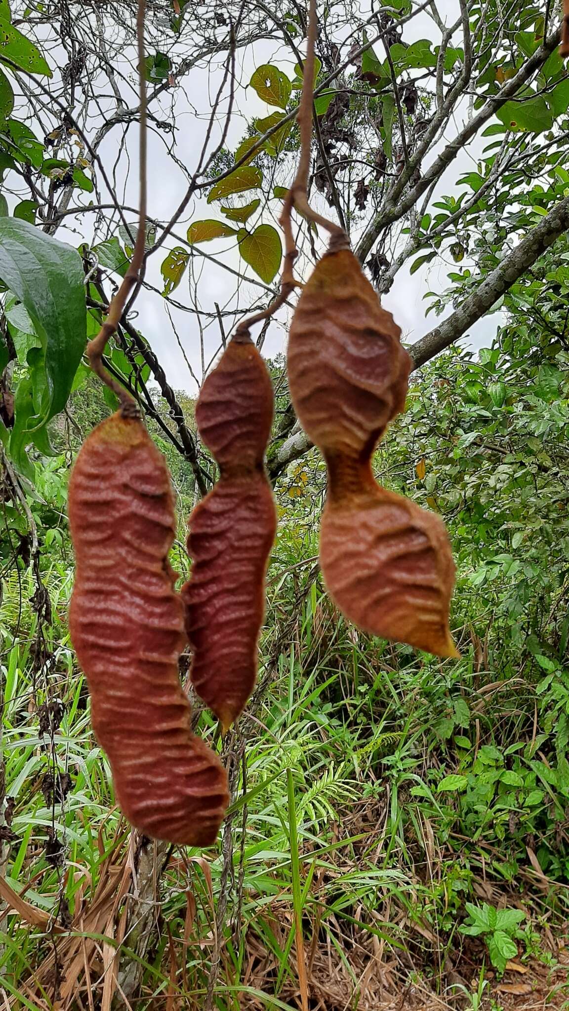 Sivun Mucuna urens (L.) Medik. kuva