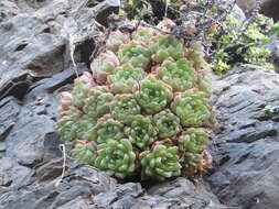 Image of Haworthia cymbiformis var. cymbiformis