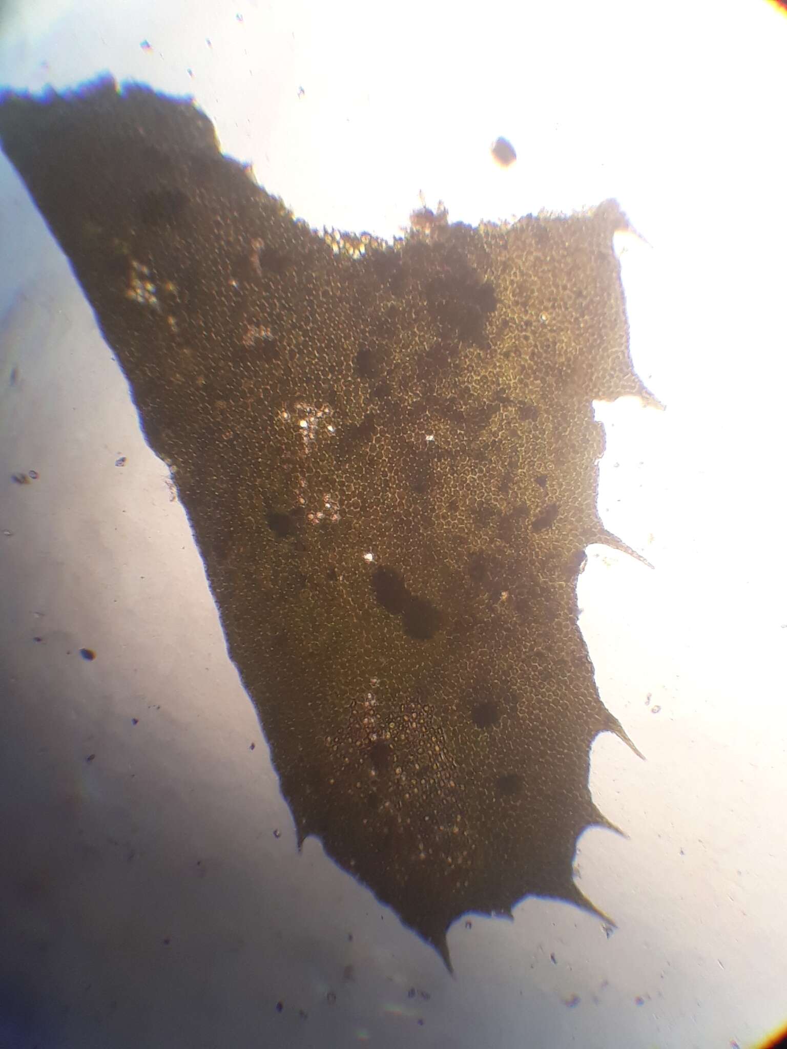 Image of Plagiochila trispicata Colenso