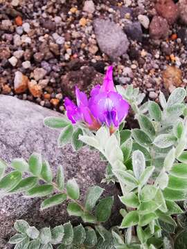 Image of Oxytropis exserta Jurtzev