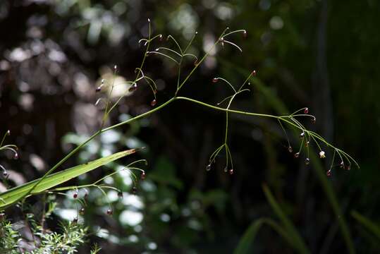 Image of Dianella nigra Colenso