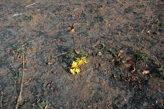 Imagem de Cochlospermum tinctorium Perr. ex A. Rich.