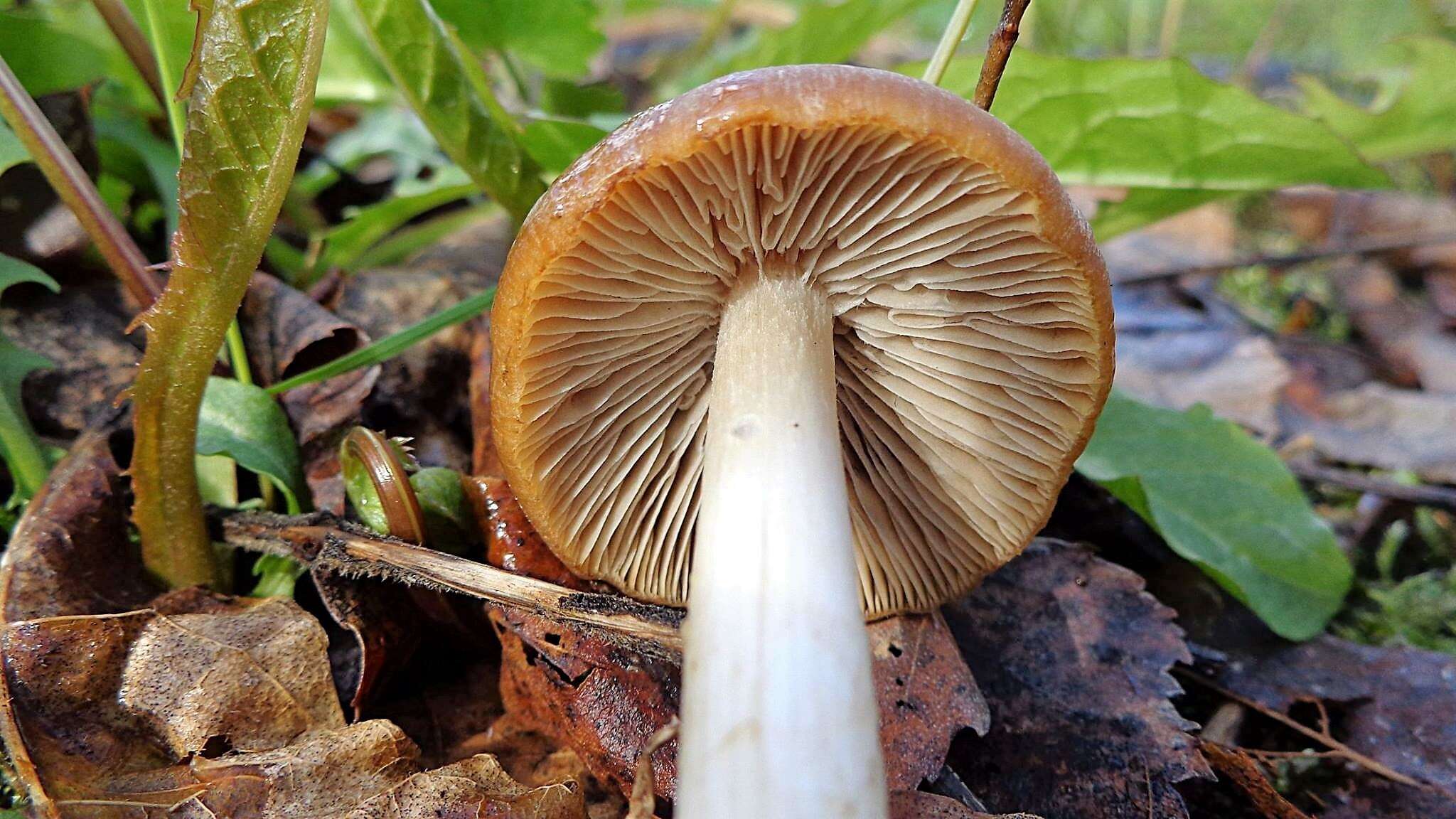 Image of Psathyrella spadiceogrisea (Schaeff.) Maire 1937