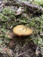 Image of Chalciporus aurantiacus (McNabb) Pegler & T. W. K. Young 1981