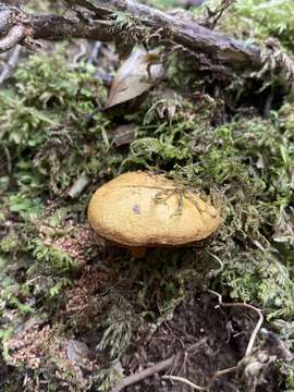 Imagem de Chalciporus aurantiacus (McNabb) Pegler & T. W. K. Young 1981