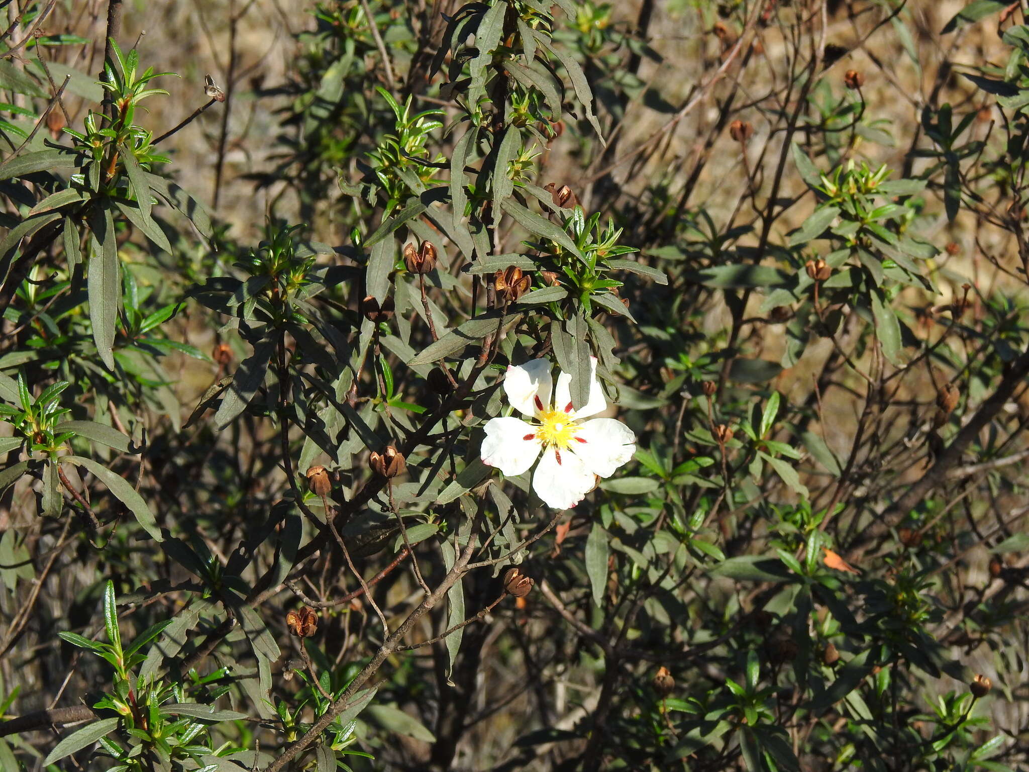 Image of Cistus ladanifer subsp. ladanifer