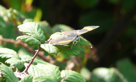 Image of Brown Hairstreak