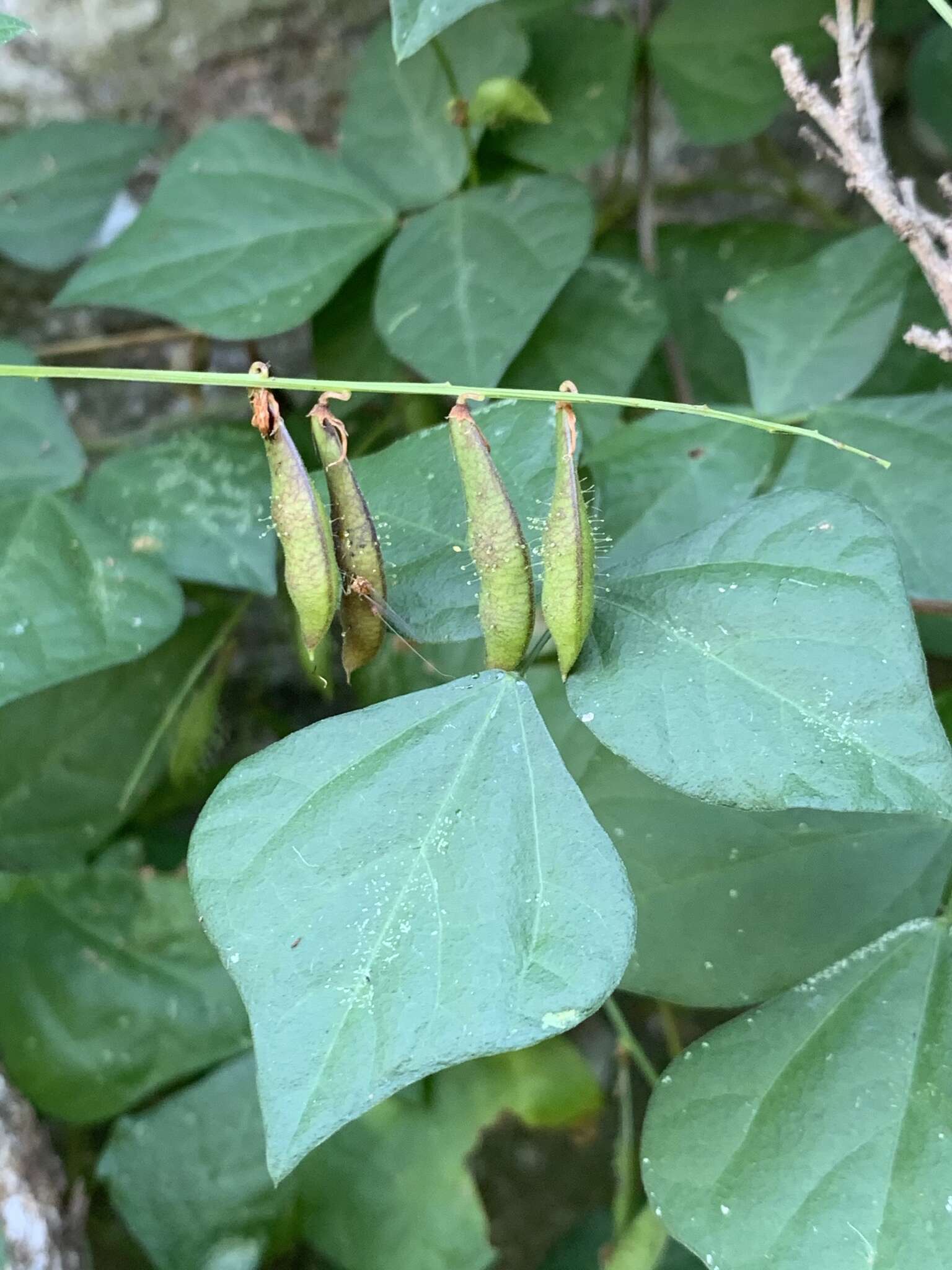 Слика од Rhynchosia minima var. minima