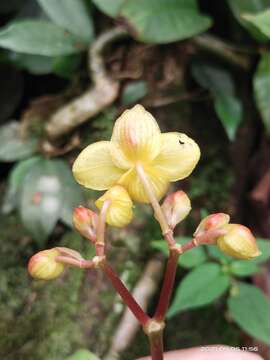 Image of Begonia xanthina Hook.