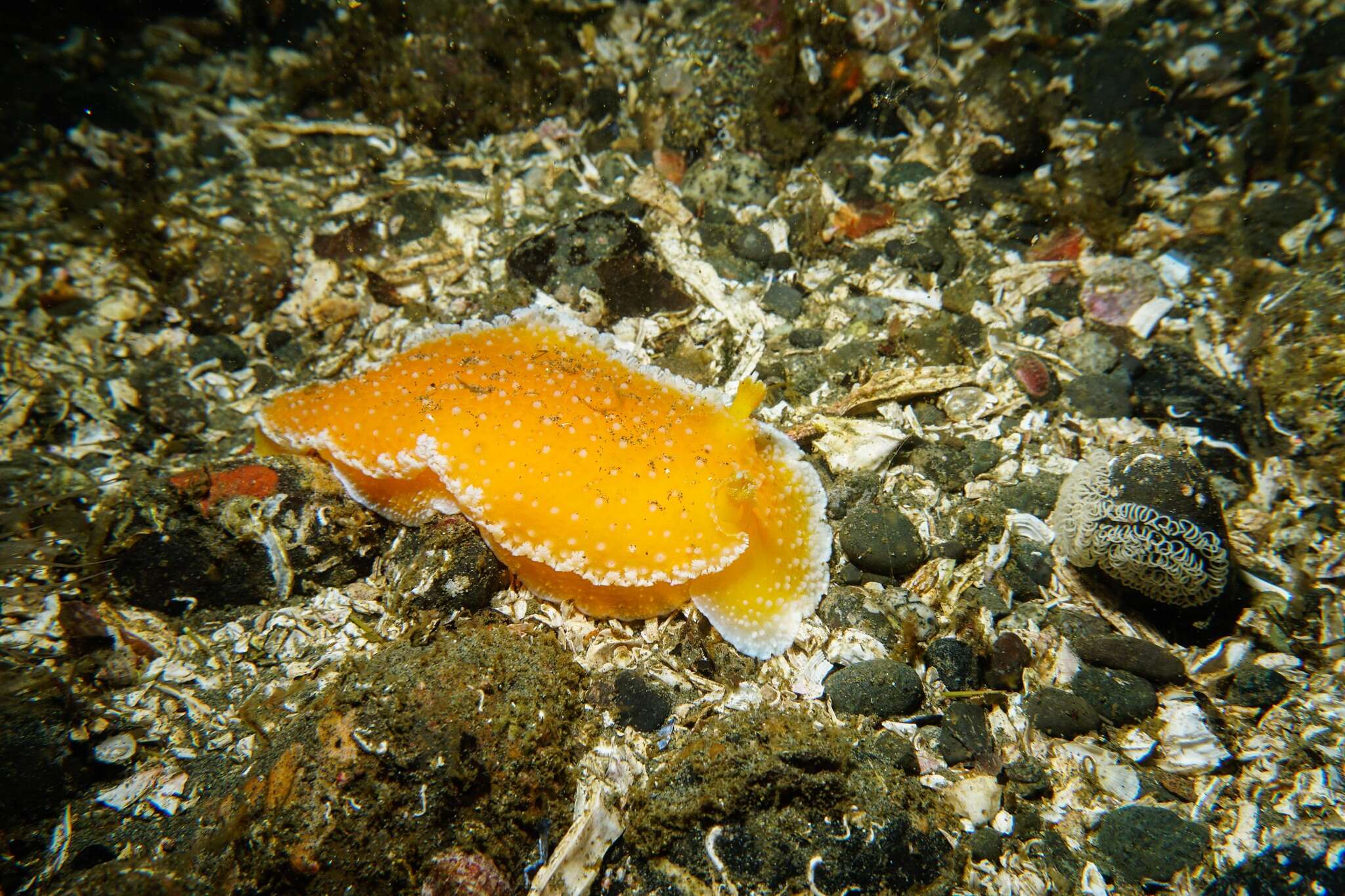 Image de Tochuina gigantea (Bergh 1904)