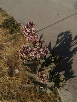 Image of Asclepias macroura A. Gray