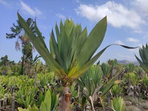 Sivun Pandanus platyphyllus Martelli kuva