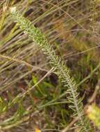 Image of Senecio pauciflosculosus C. Jeffrey