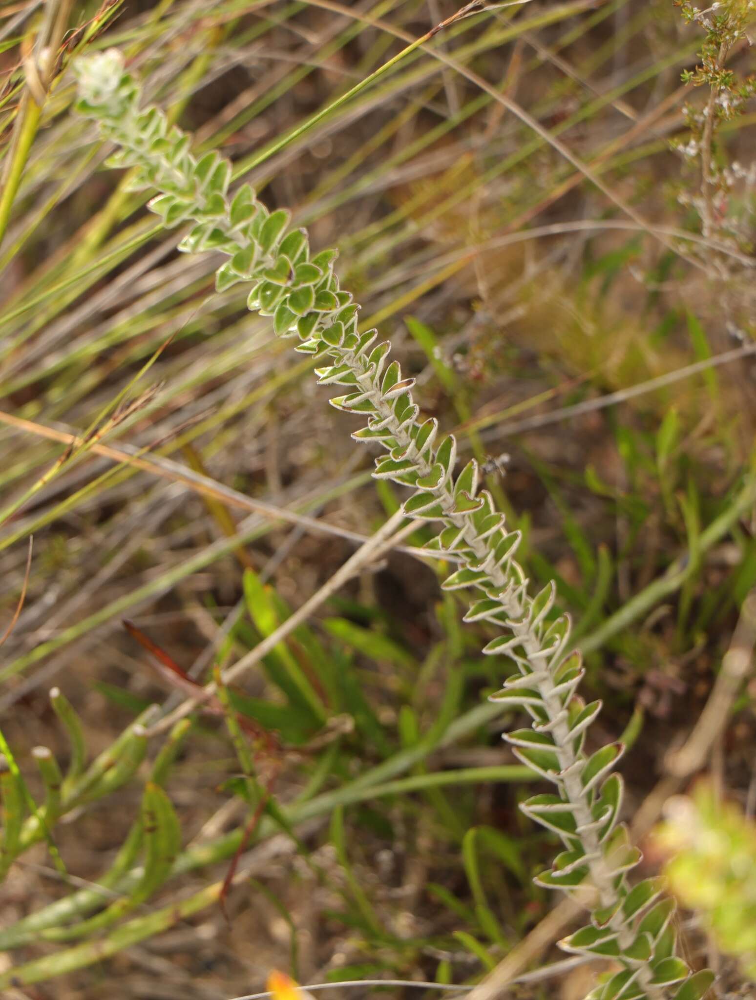 Plancia ëd Senecio pauciflosculosus C. Jeffrey