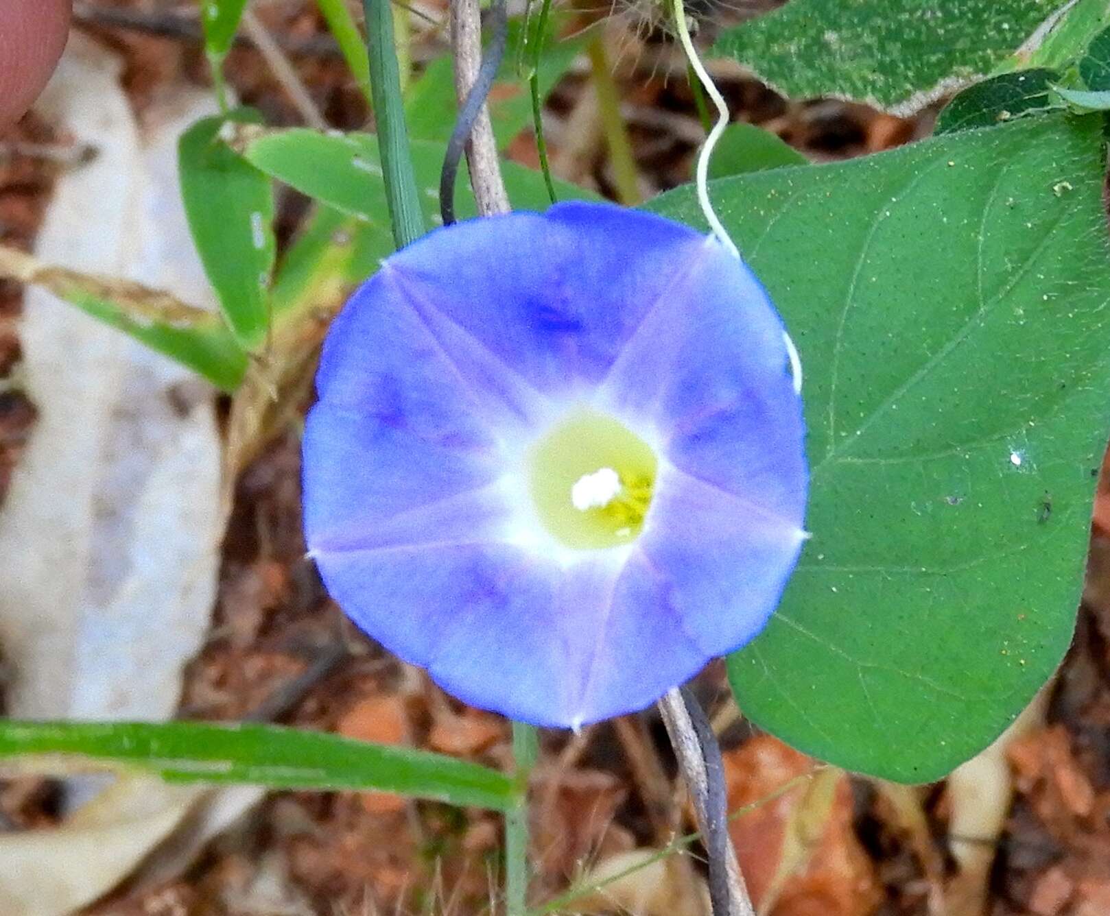 Ipomoea meyeri (Spreng.) G. Don resmi