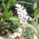 Imagem de Persicaria segetum (Kunth) Small