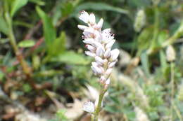 Image of field smartweed