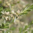 Image of Thymelaea tartonraira subsp. argentea (Sibth. & Sm.) Holmboe