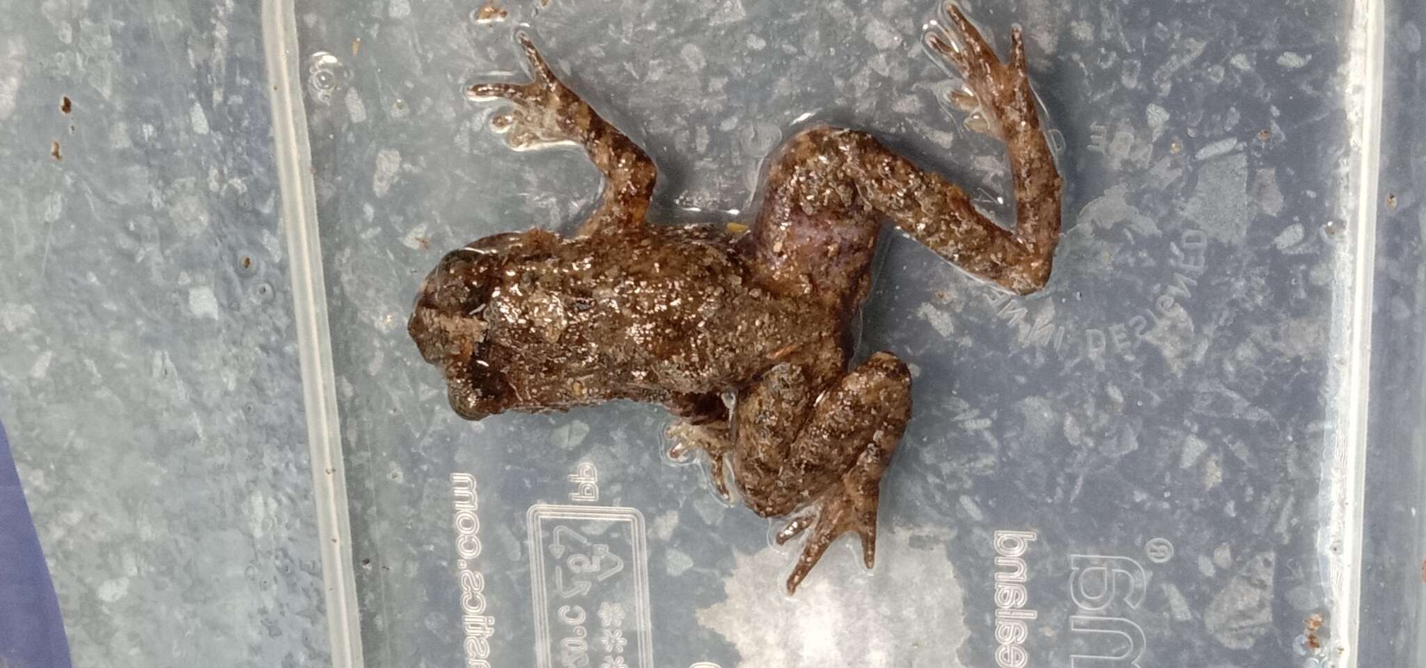 Image of New Zealand primitive frogs