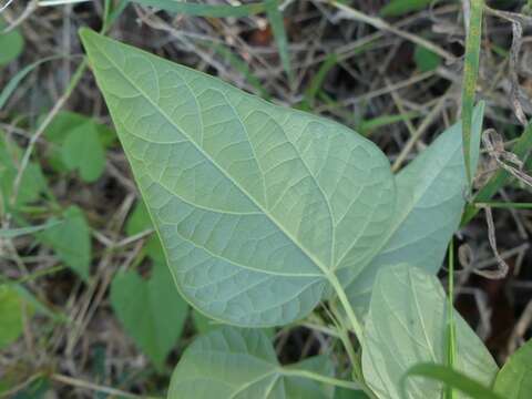 Image of viscid mallow