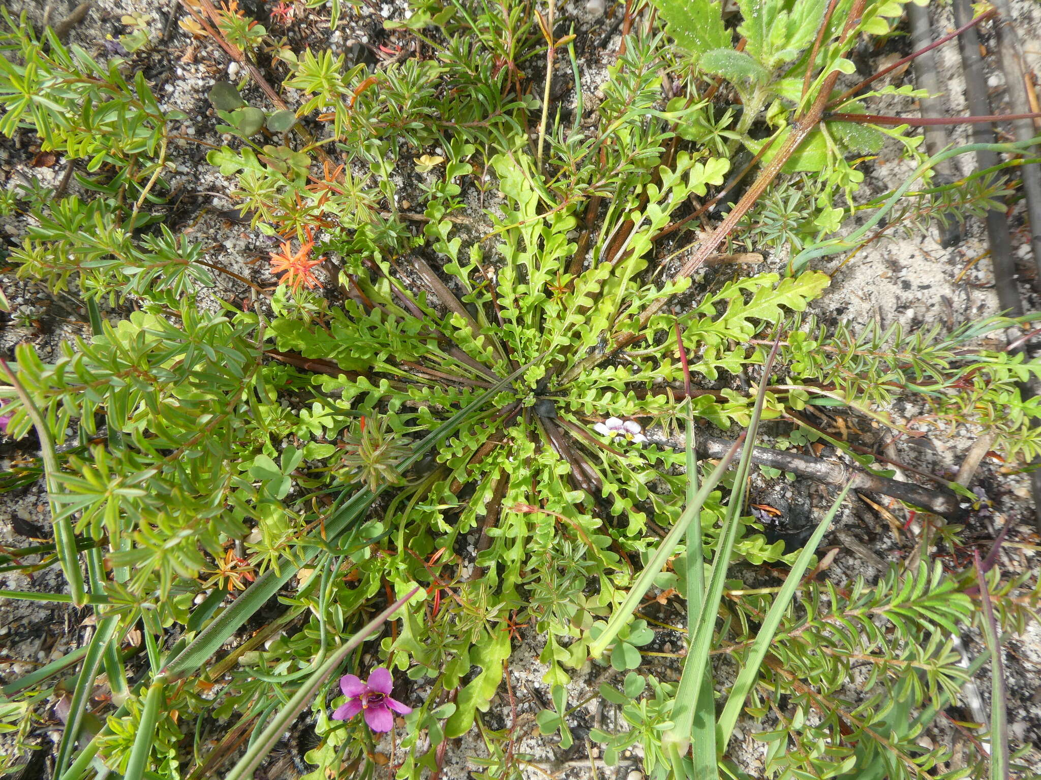 Imagem de Diascia capensis (L.) Britten