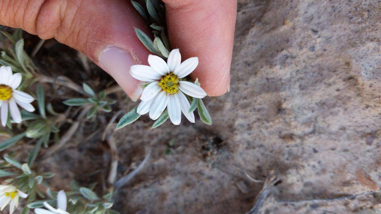 Image of hoary Townsend daisy