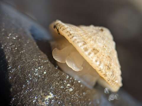 Image of Button Snails