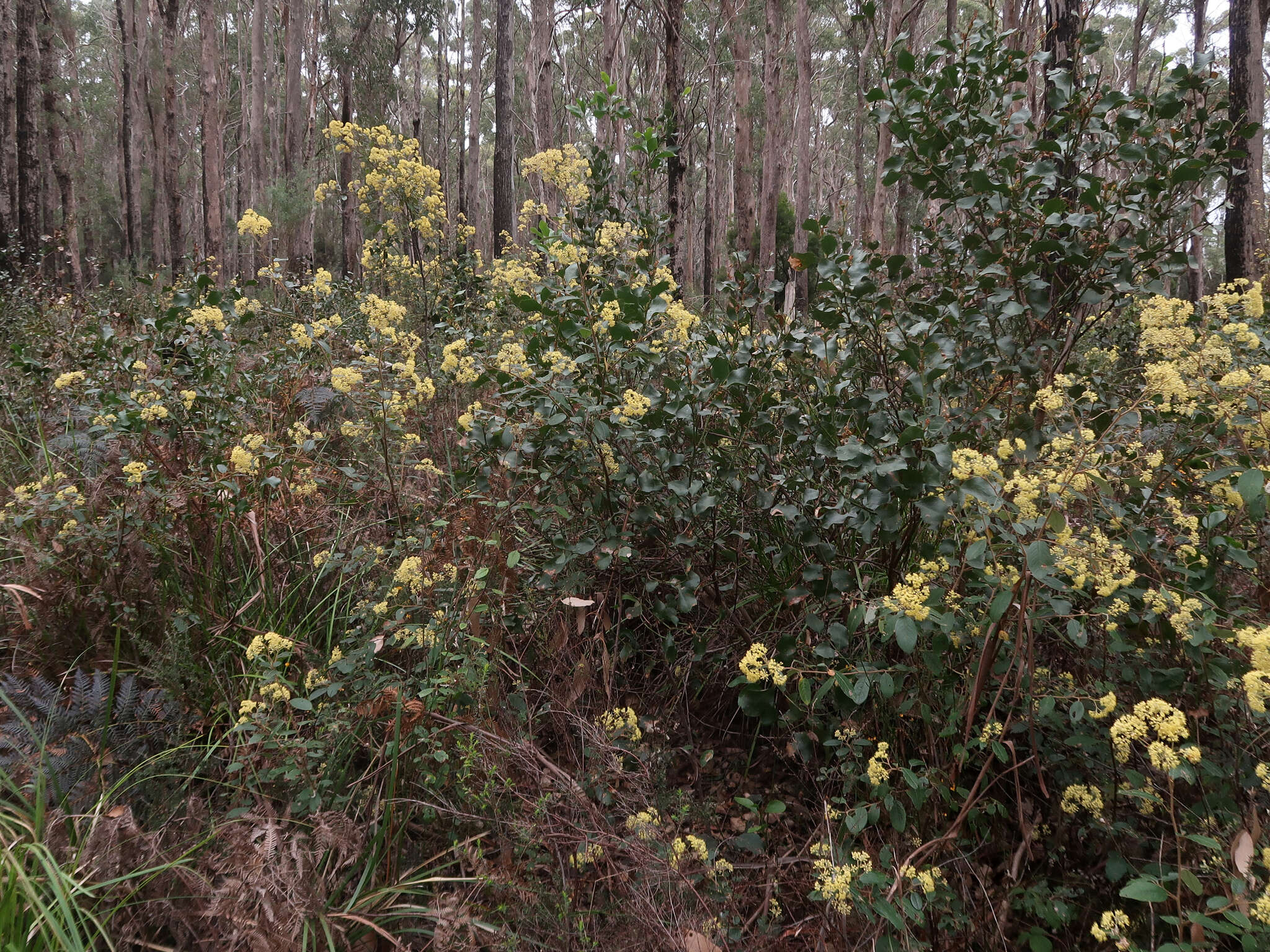 Image of Pomaderris pilifera N. A. Wakefield