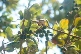 Image of Ruddy-breasted Seedeater