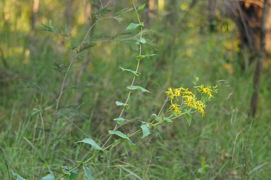 Image of Senecio velleioides A. Cunn. ex DC.