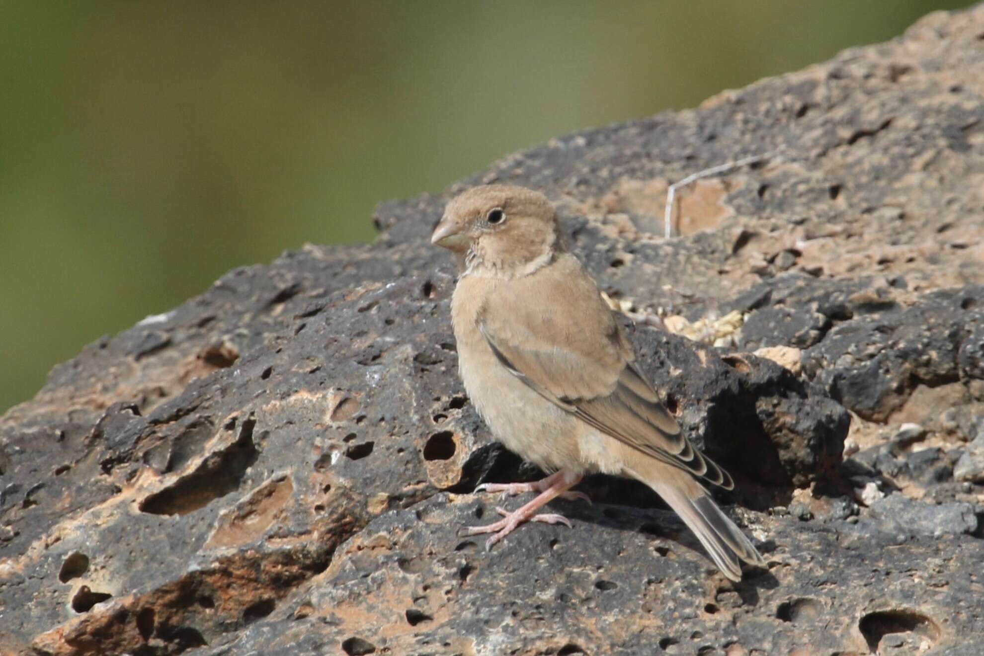 Image of Bucanetes Cabanis 1851