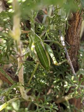 Sivun Odontura (Odonturella) aspericauda Rambur 1838 kuva