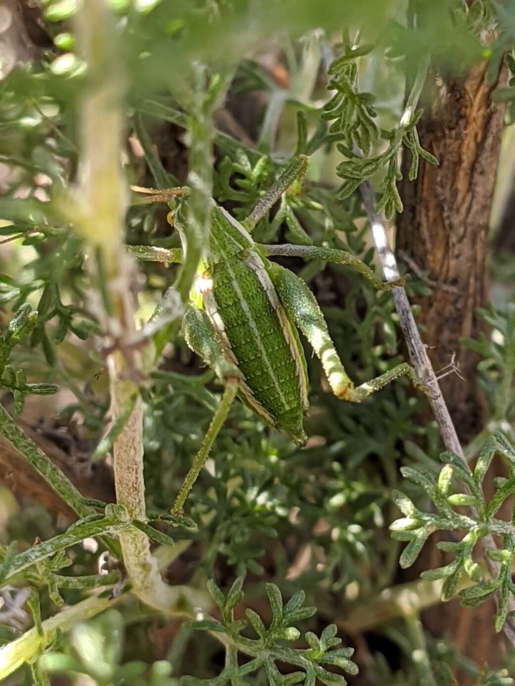 Sivun Odontura (Odonturella) aspericauda Rambur 1838 kuva