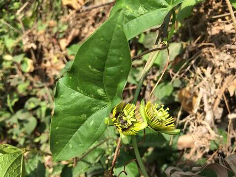 Sivun Passiflora sexocellata Schltdl. kuva