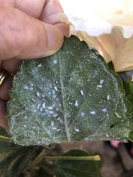 Image of Giant whitefly