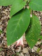 Image de Brugmansia insignis (Barb-Rodr.) T. E. Lockwood ex E. Wade Davis