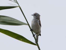 Image of White-Crowned Penduline Tit