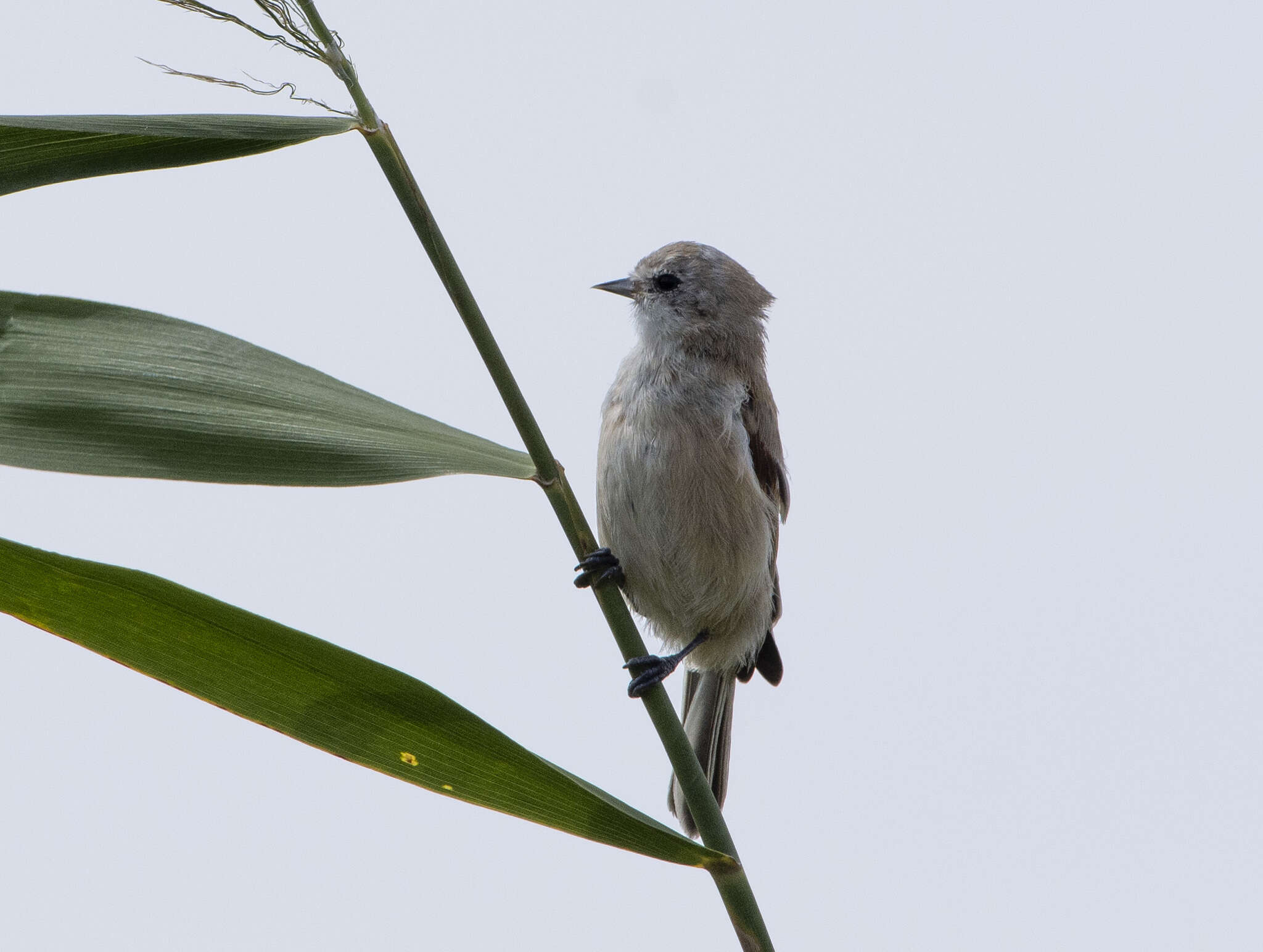 Image of White-Crowned Penduline Tit