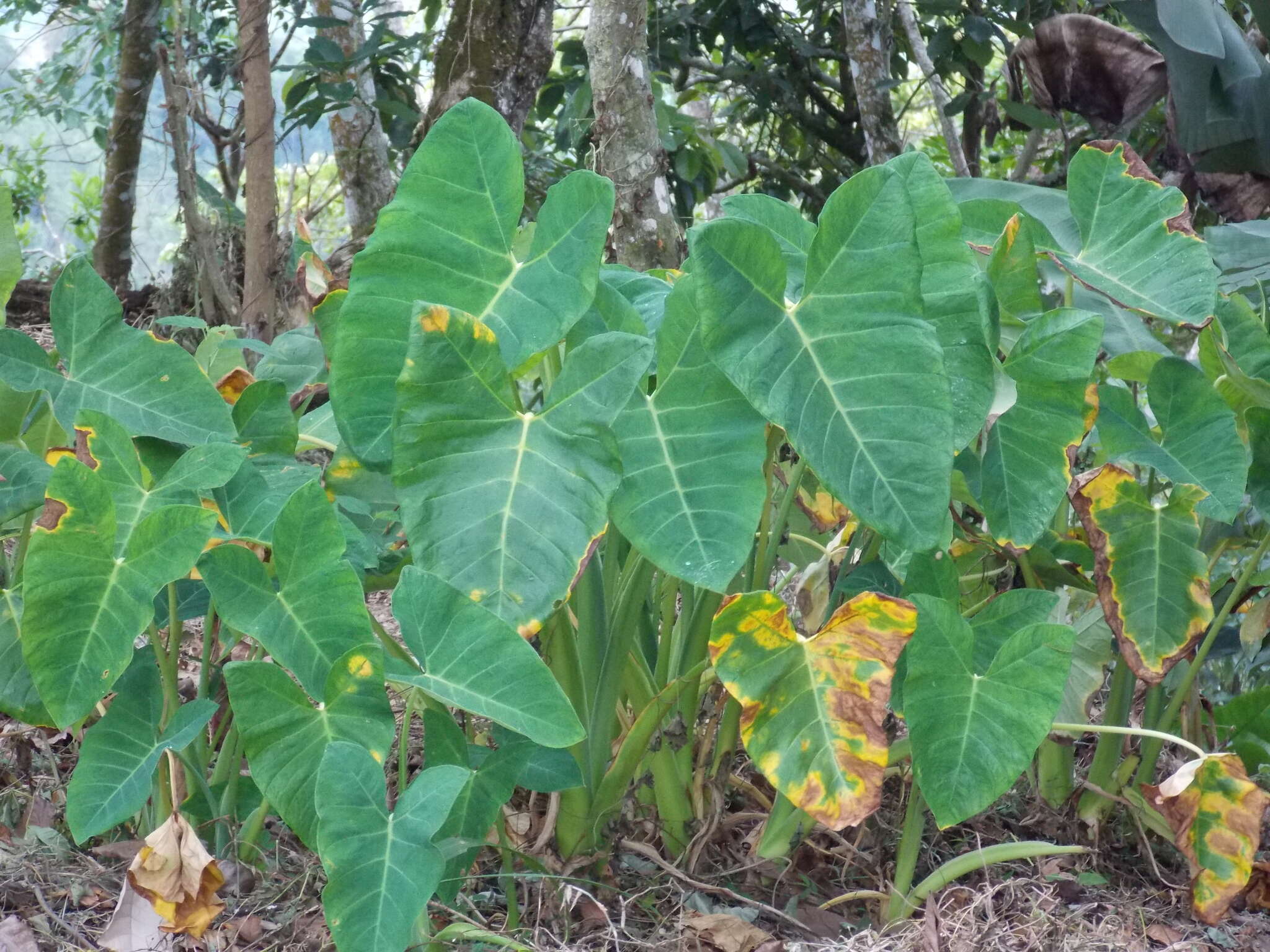 Image of Xanthosoma sagittifolium (L.) Schott