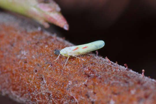 Image of Blackberry Leafhopper