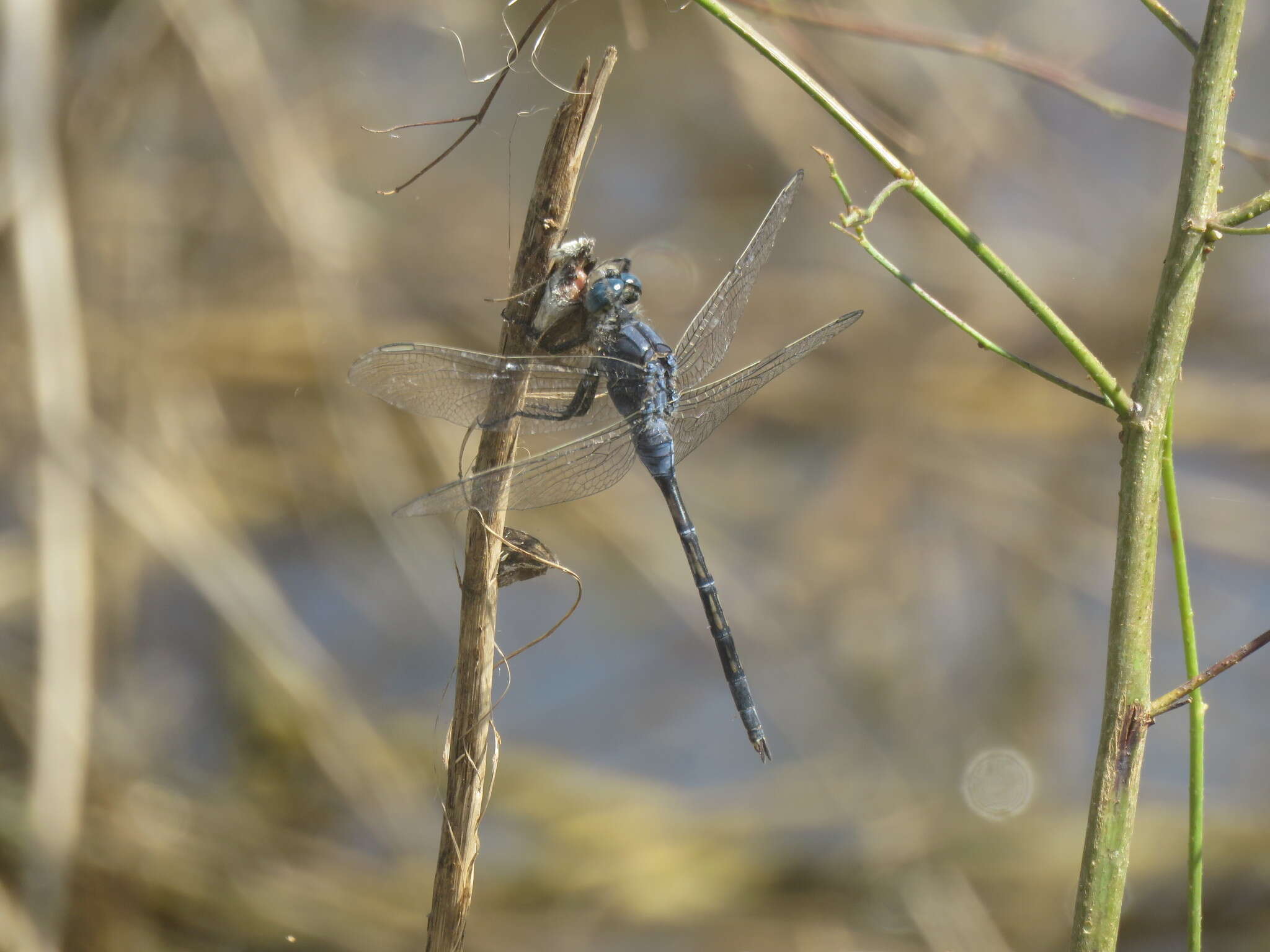 Image of Long Skimmer