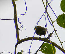 Image of Scarlet-crowned Barbet