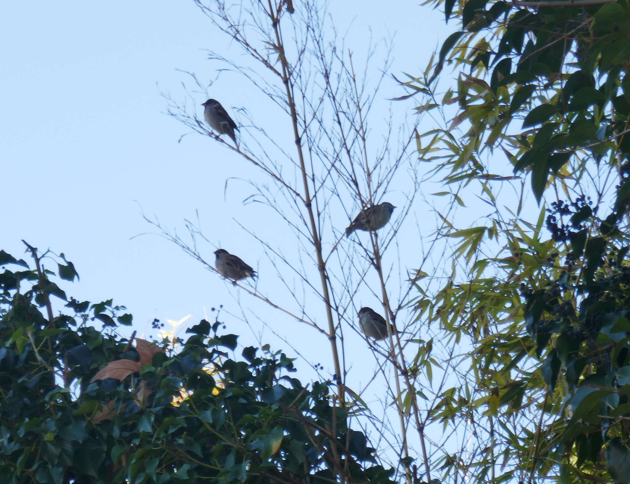 صورة Passer domesticus balearoibericus Jordans 1923