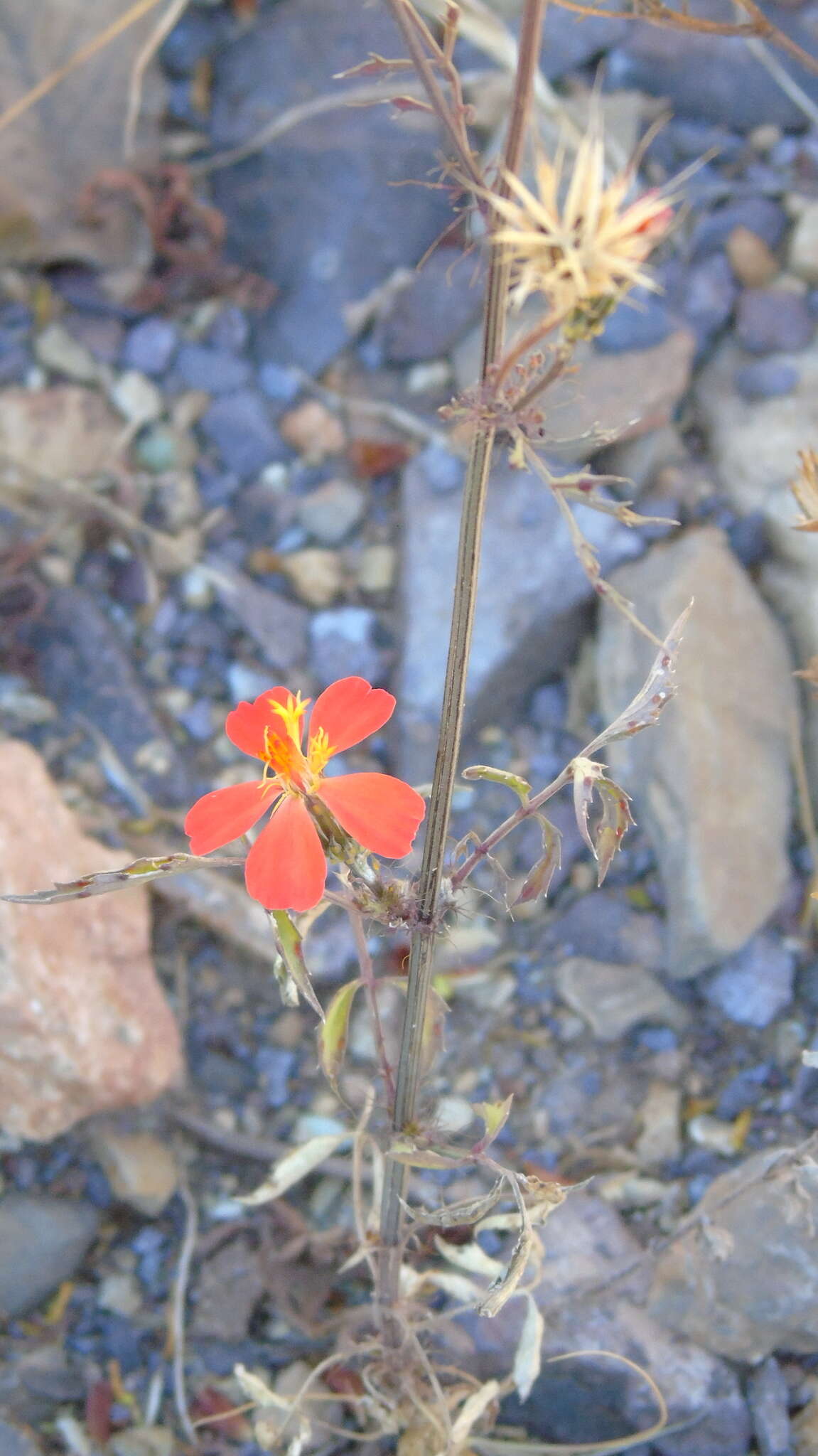 Image of Adenophyllum glandulosum (Cav.) J. L. Strother