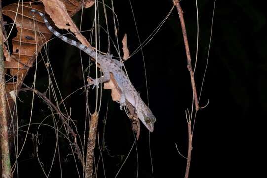 Image de Cyrtodactylus miriensis