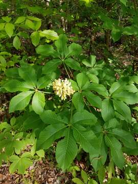 Sivun Aesculus sylvatica W. Bartram kuva