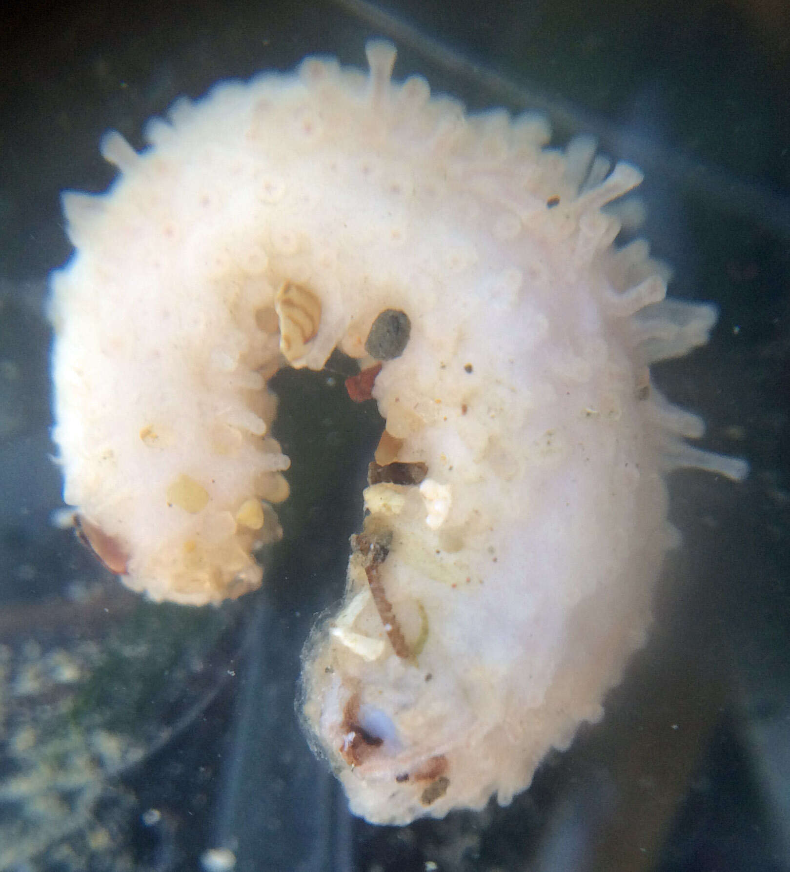 Image of pale sea cucumber