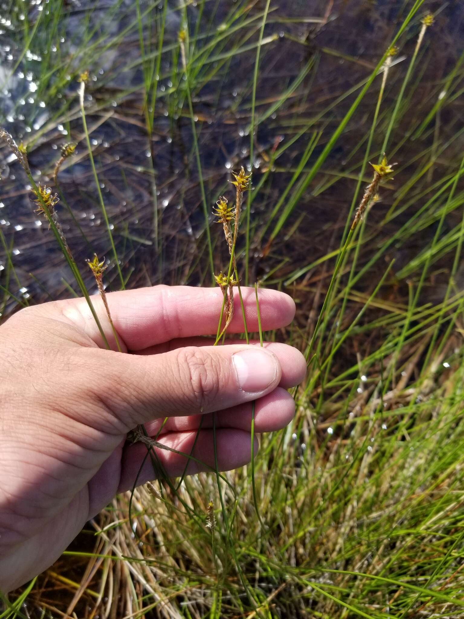 Image of Coastal sedge