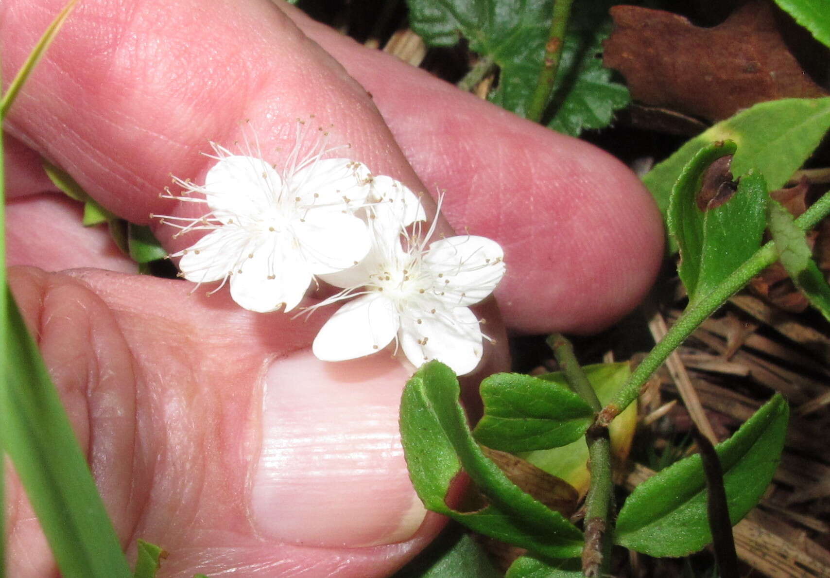 Sivun Dalibarda repens L. kuva