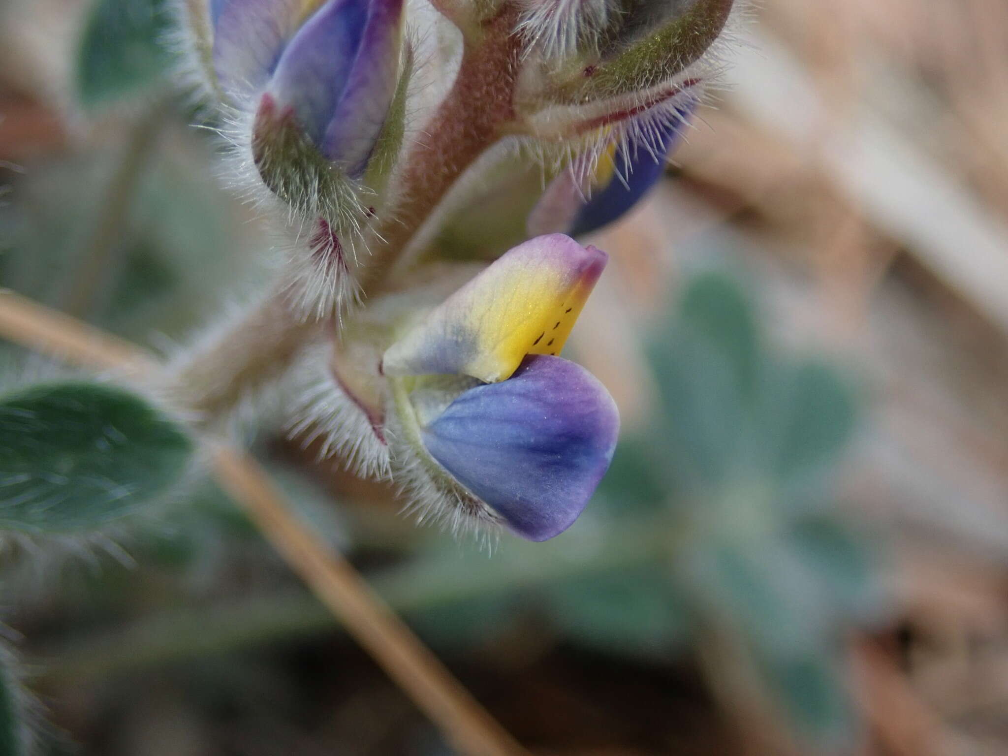 Image of Huachuca Mountain lupine